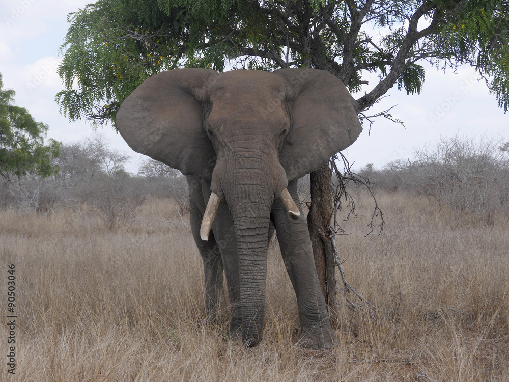 Obraz premium African elephant, Loxodonta africana