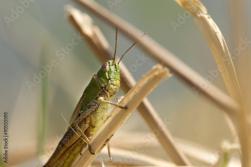 Detail of the Grasshopper in the green Nature © Kajano