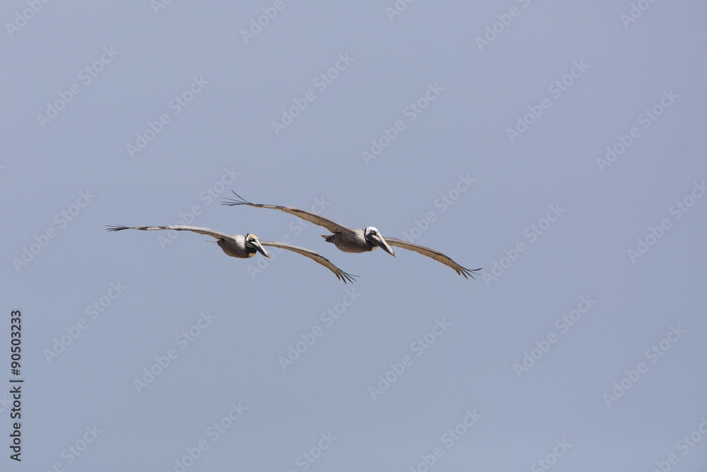 Pair of Brown Pelicans (Pelecanus occidentalis) in Flight over the Gulf of Mexico - Texas Pair of Brown Pelicans (Pelecanus occidentalis) in Flight over the Gulf of Mexico - Texas