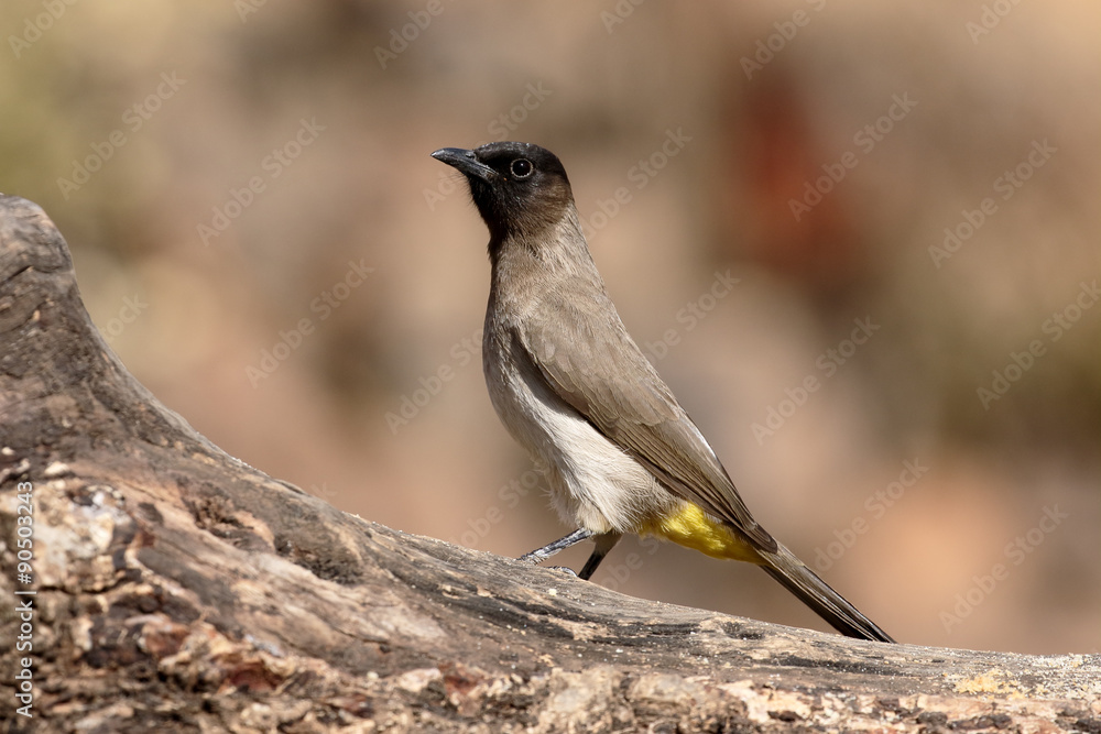Fototapeta premium Common or Black-eyed bulbul, Pycnonotus barbatus