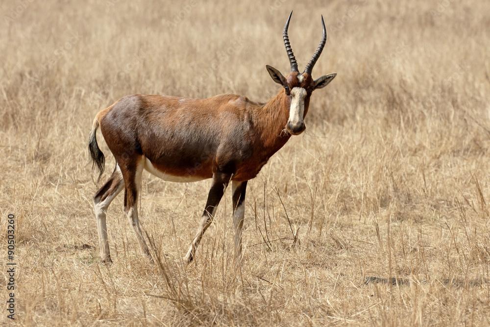 Blesbok, Damaliscus pygargus phillipsi Blesbok, Damaliscus pygargus phillipsi