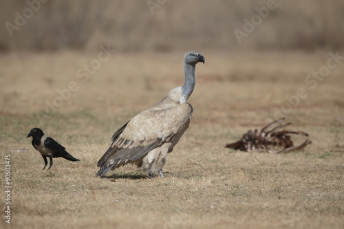 Cape vulture, Gyps coprotheres