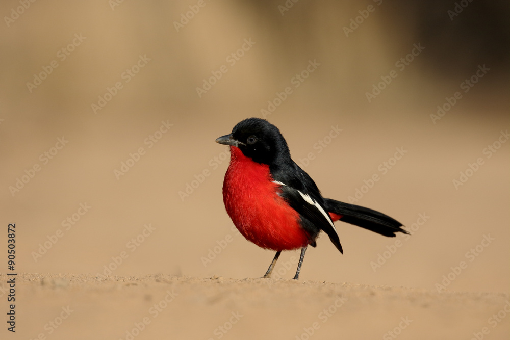 Fototapeta premium Crimson-breasted shike, Laniarius atrococcineus