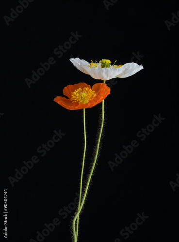Fototapeta Naklejka Na Ścianę i Meble -  Poppy flowers