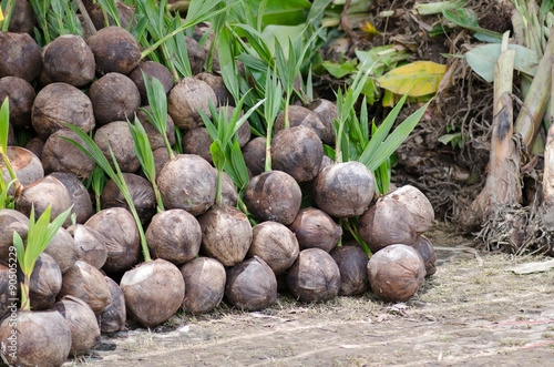 Sapling of coconut