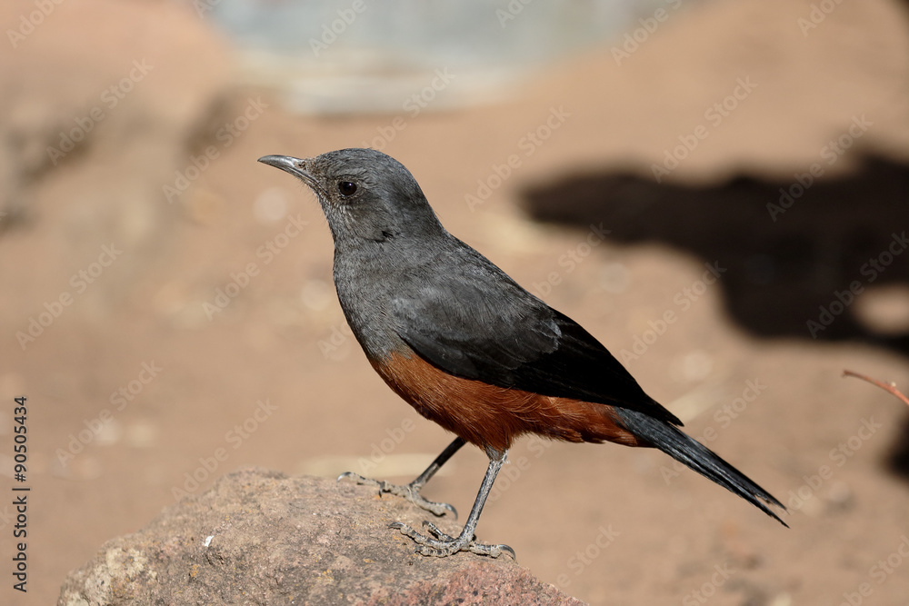 Mocking cliff-chat, Thamnolaea cinnamomeiventris Mocking cliff-chat, Thamnolaea cinnamomeiventris