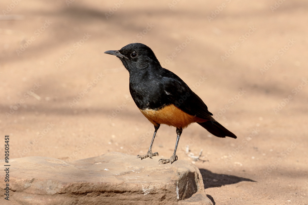 Mocking cliff-chat, Thamnolaea cinnamomeiventris Mocking cliff-chat, Thamnolaea cinnamomeiventris