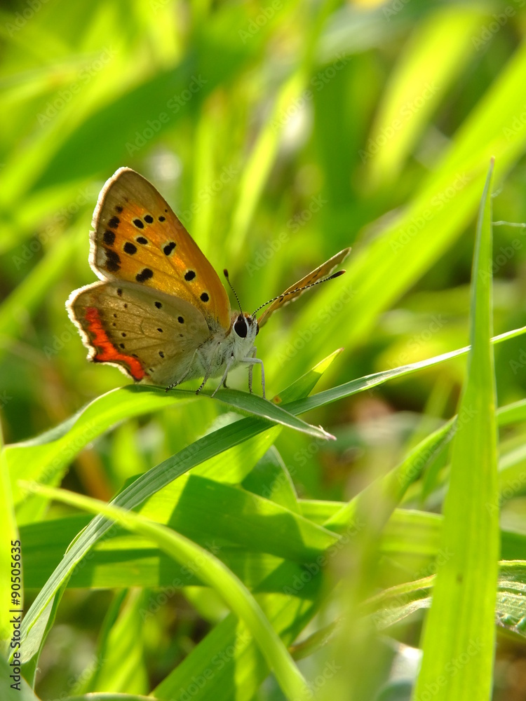 butterfly in the shiny meadows #2