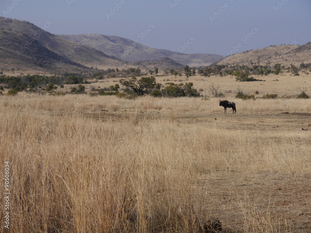 Manyane Gate, Pilanesburg National Park