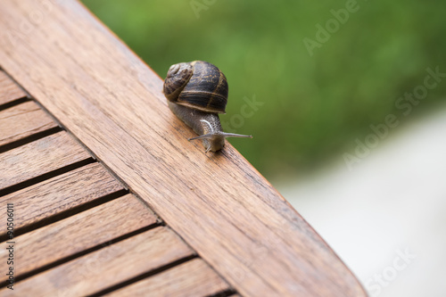 beautiful  snail in the breeding season. © frenky362