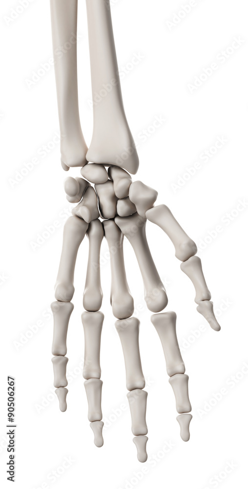 medically accurate illustration of the skeletal system - the hand