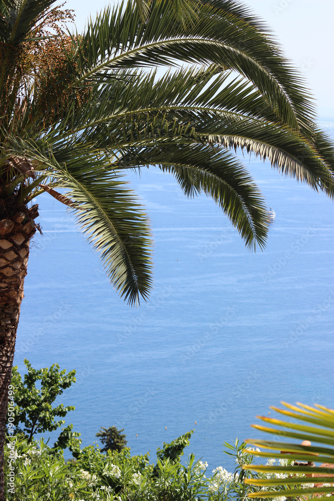 Obraz premium Palm tree and Sea View
