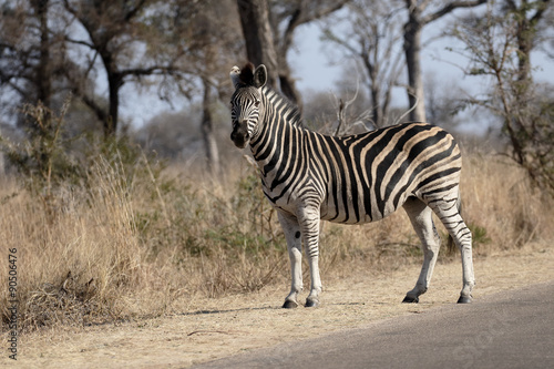 Plains or Burchells zebra  Equus quagga