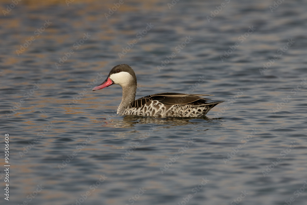 Red-billed teal, Anas erythrorhyncha Red-billed teal, Anas erythrorhyncha