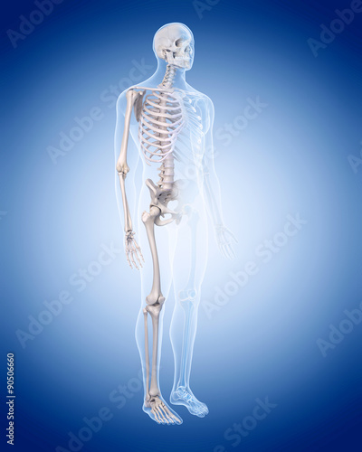 medically accurate illustration of the human skeleton