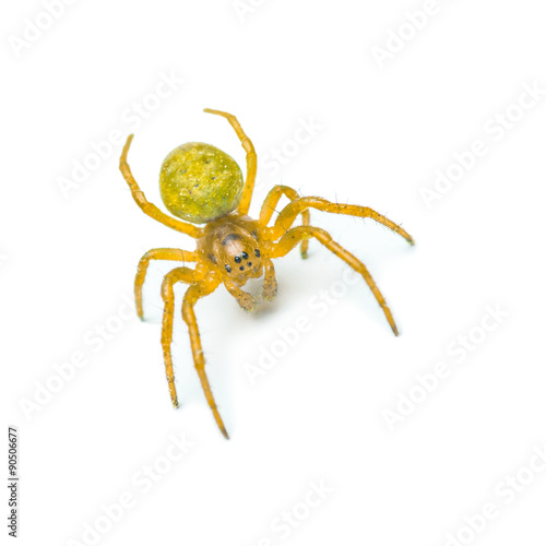 Crawling yellow spider isolated on white