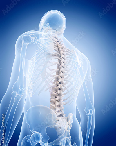 Schilderij op canvas medically accurate illustration of the human skeleton - the spine
