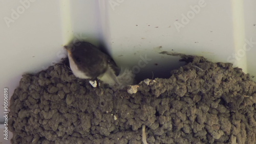 Swallow chicks in the nest. Swallow feeding chicks. photo