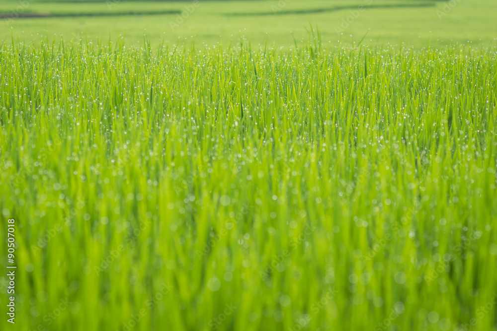 Obraz premium Green rice fields at dawn