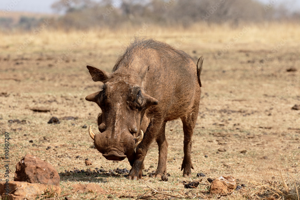 Fototapeta premium Warthog, Phacochoerus aethiopicus