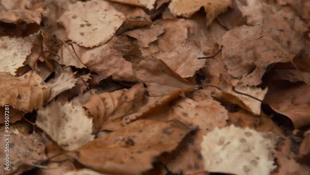 Fallen leaves in autumn forest Fallen leaves in autumn forest
