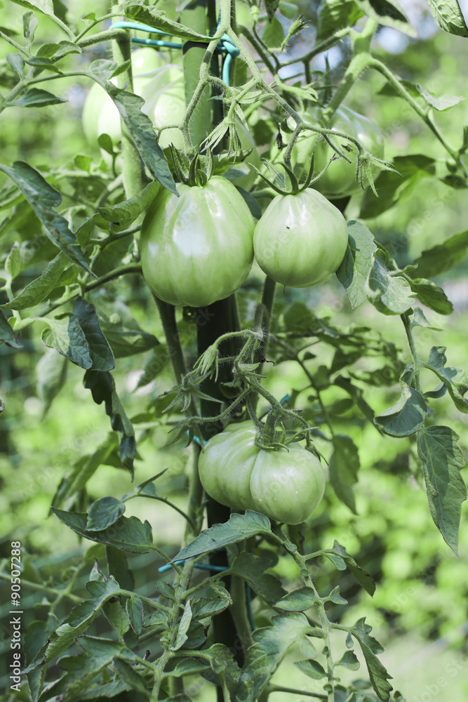 breeding plum tomatoes growing on vine in garden in. natural breeding plum tomatoes growing on vine in garden in. natural