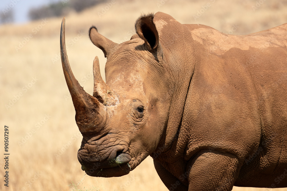 Fototapeta premium White rhinoceros, Diceros simus
