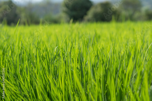 Green rice fields at dawn