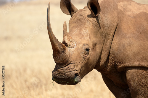 White rhinoceros, Diceros simus photo