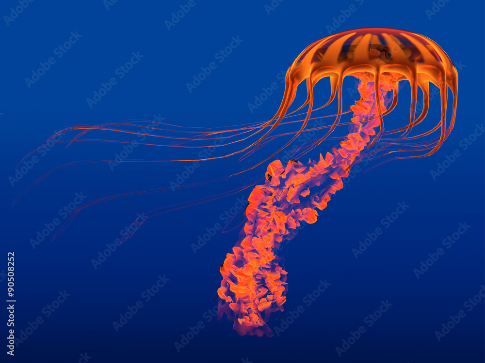 Orange Glowing Jellyfish - The Jellyfish is a transparent gelatinous predator that uses its stinging tentacles to catch fish and small prey. Orange Glowing Jellyfish - The Jellyfish is a transparent gelatinous predator that uses its stinging tentacles to catch fish and small prey.