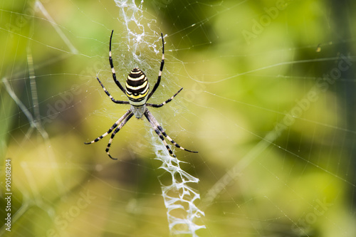 Black and yellow garden spider on web.