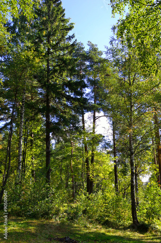 Pine forest at summer. © konstan