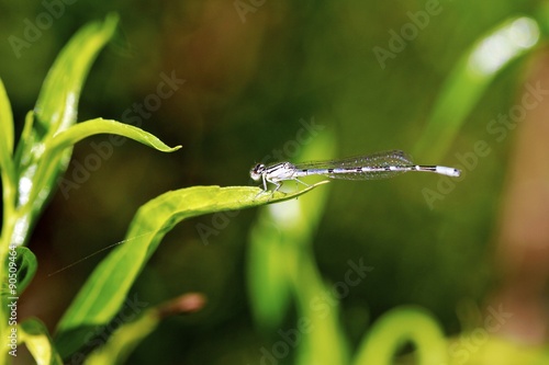 Small dragonfly, La Huasteca wildlife © Ana