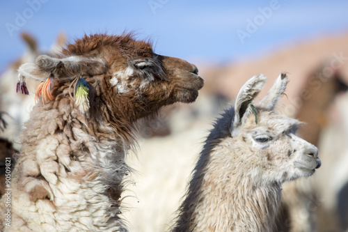 Portrait of beautiful Llamas, Bolivia © piccaya