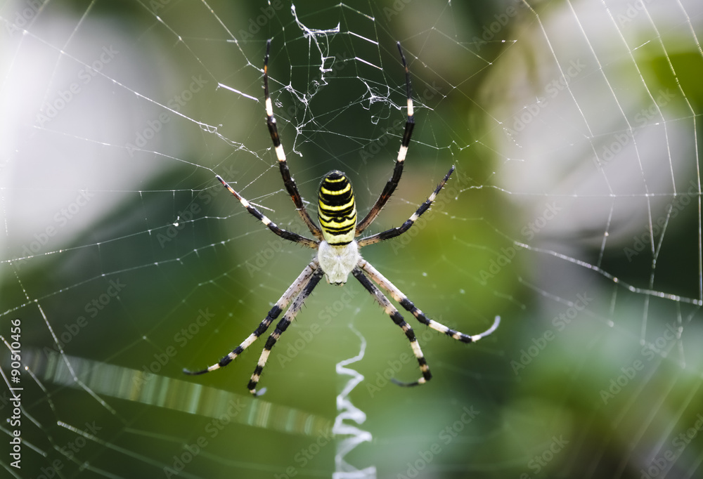 Black and yellow garden spider on web. Black and yellow garden spider on web.