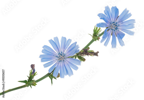 Chicory flowers