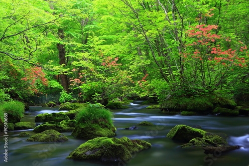 青森県 夏の奥入瀬渓流