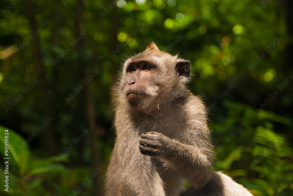 Wild monkey in the place called monkey forest in Ubud, Indonesia Wild monkey in the place called monkey forest in Ubud, Indonesia