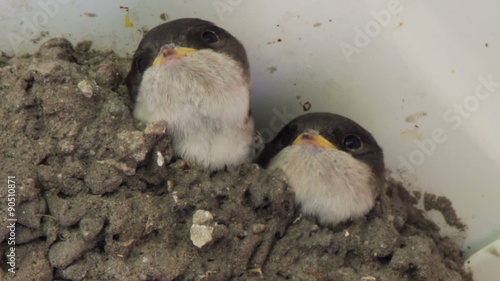 Swallow chicks in the nest. Swallow feeding chicks. photo