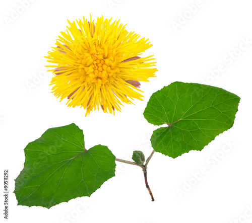 Tableau sur toile Medicinal plant: coltsfoot