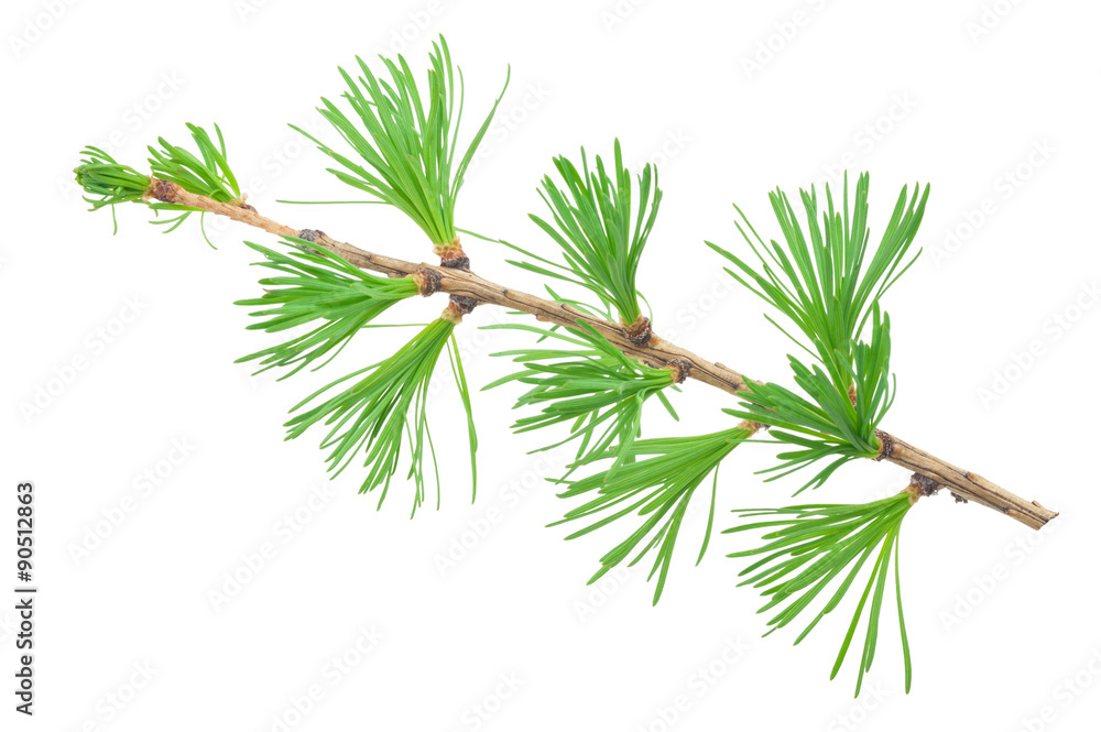 Young larch branch Young larch branch