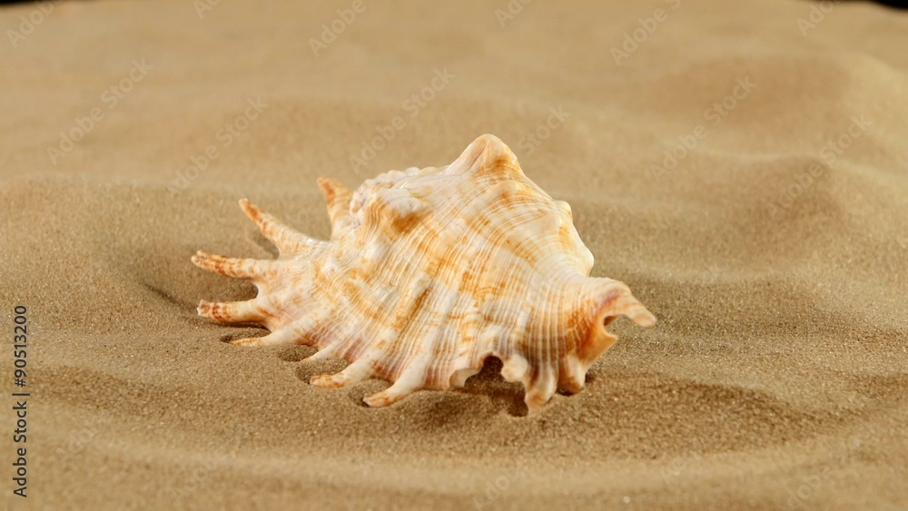 Marine seashell on sand, rotation, close up Marine seashell on sand, rotation, close up