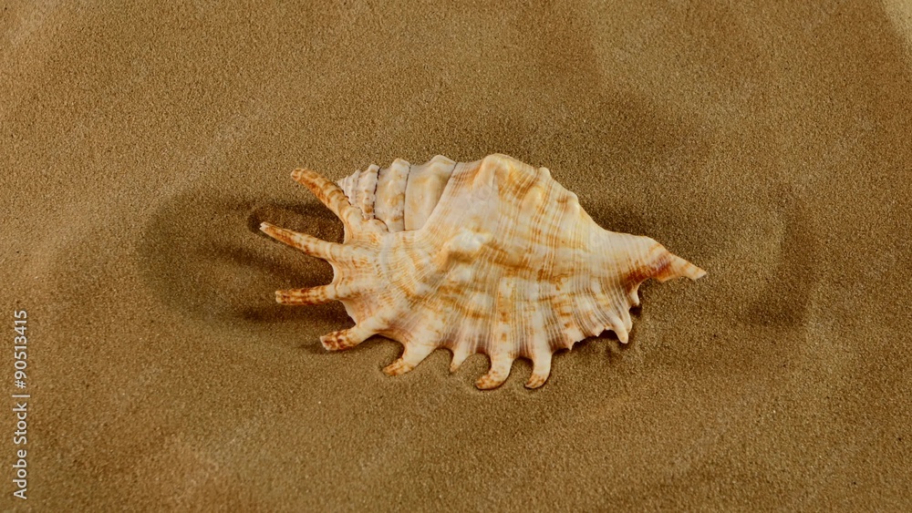 Top of marine seashell on sand, rotation, close up Top of marine seashell on sand, rotation, close up