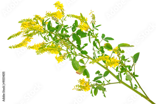Medicinal plant  Melilotus officinalis  Yellow Sweet Clower 
