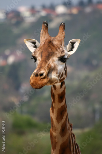Giraffe in a Zoo © shiler_a