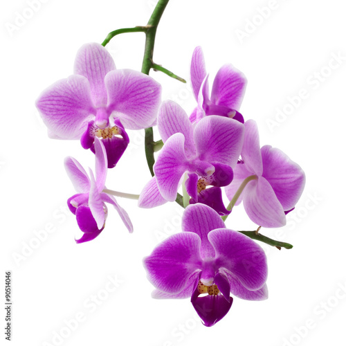 Beautiful colorful flower Orchid  phalaenopsis close-up isolated on white background 