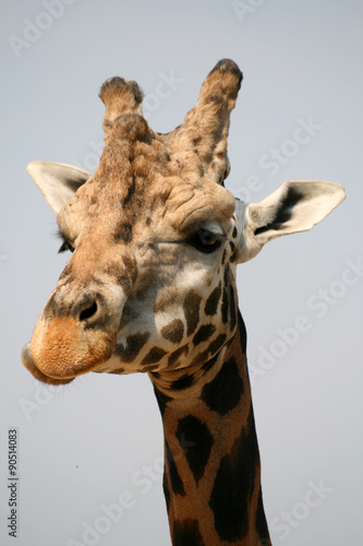 Giraffe in a Zoo © shiler_a