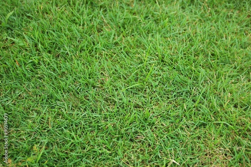 Short grasses background photo image