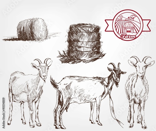 goat breeding