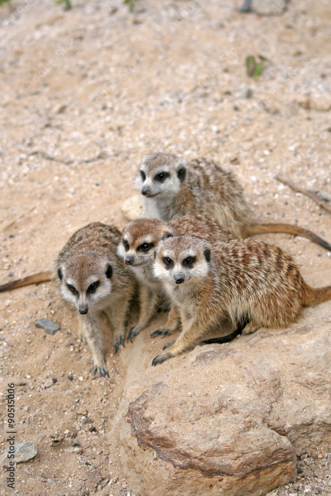 Fototapeta premium Suricates or Meerkats (Suricata suricatta), sitting on a stone in Zoo